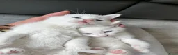 Mixed Breed cats for sale: Beautiful kittens  - Advert 4