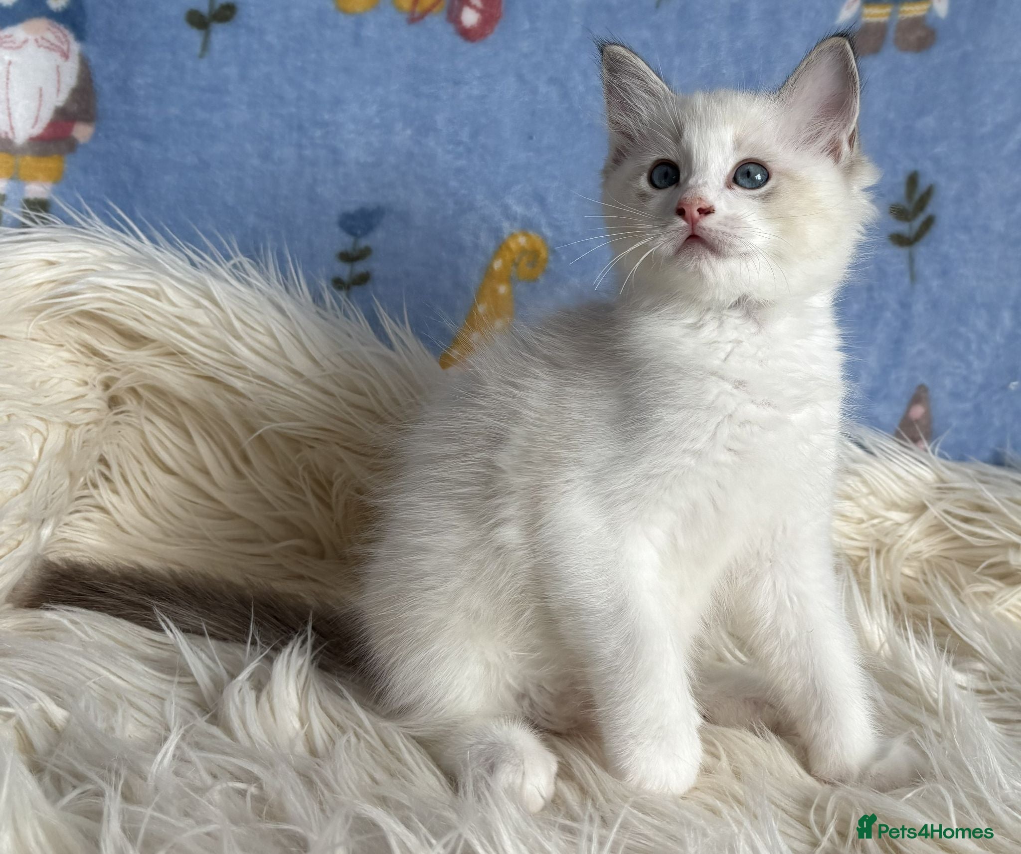 Ragdoll cats Beautiful TICA Registered Ragdoll Kittens - Advert 1