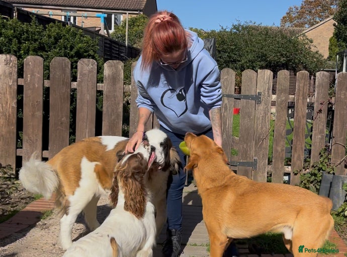 Gallery Image {{count}}