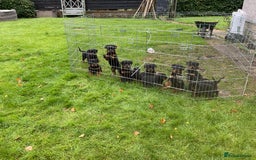 Rottweiler dogs for sale: Gorgeous KC Registered Rottweiler Puppies  - Image 1