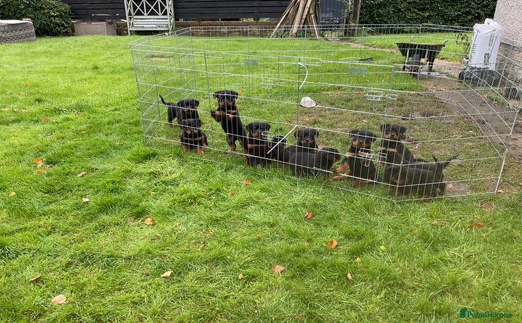Rottweiler dogs - Advert 1