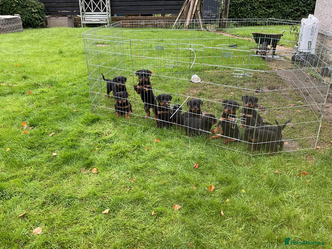 Rottweiler dogs for sale: Gorgeous KC Registered Rottweiler Puppies  - Image 1
