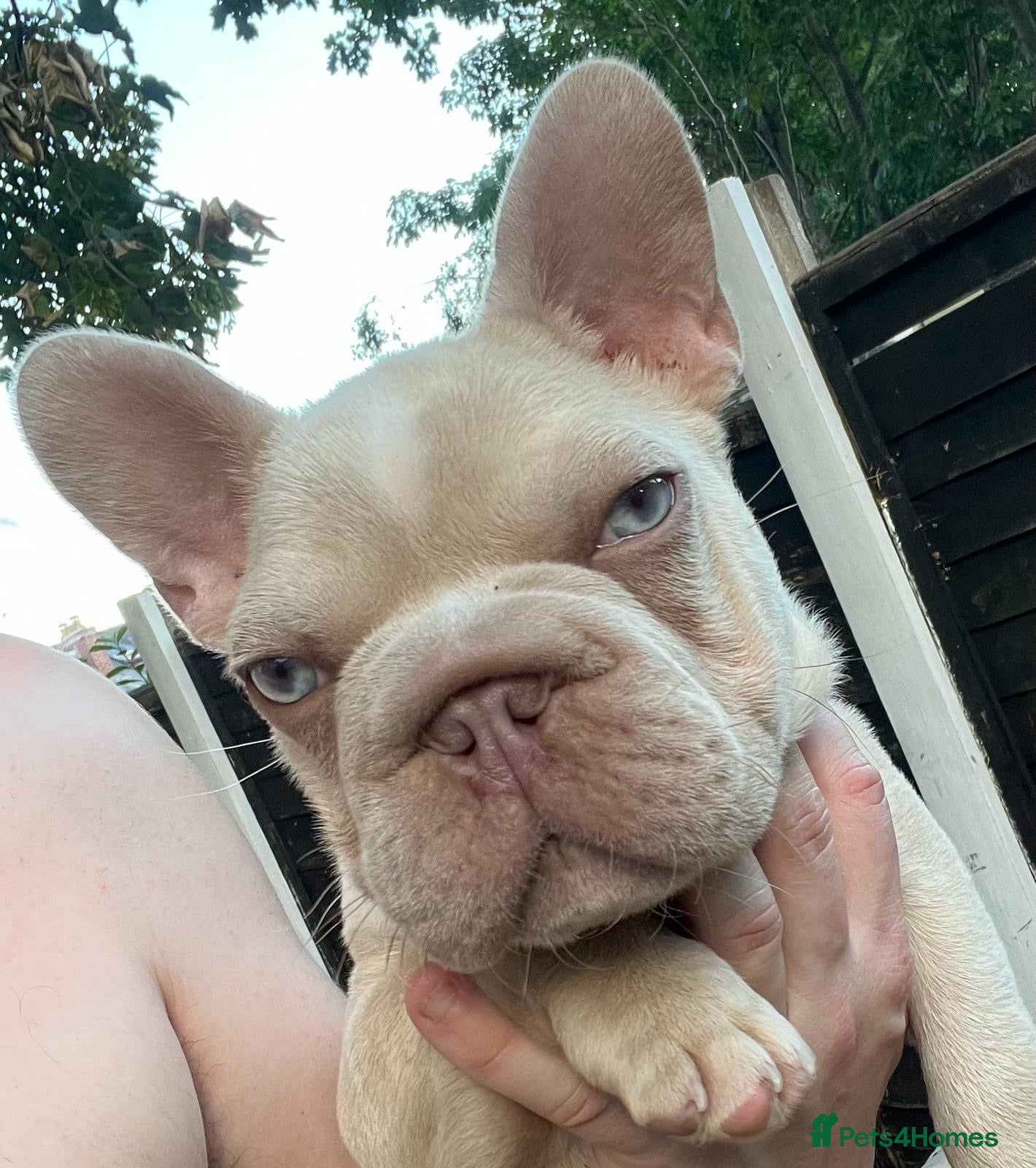 French Bulldog dogs King Junior (KJ) - Advert 2