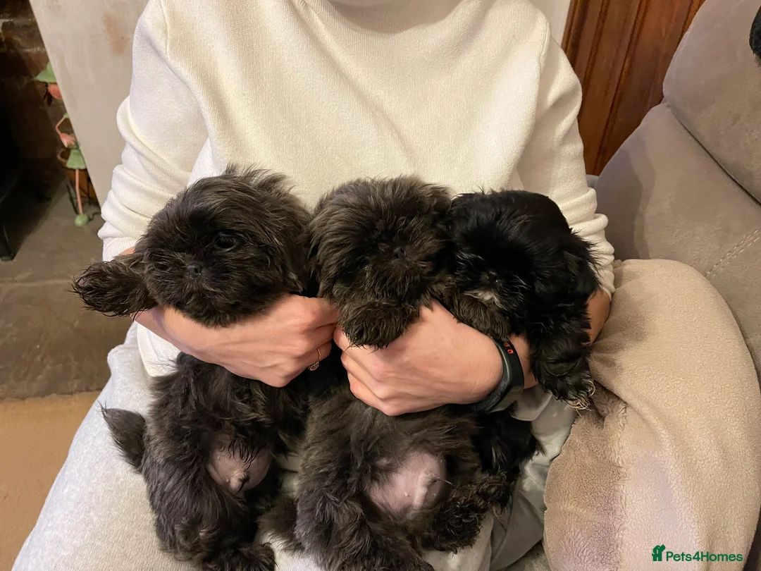 Shih Tzu dogs for sale:  imperial shihtzu dobie carriers karishishi only 2 - Advert 5