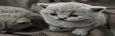 British Shorthair Kitten 4