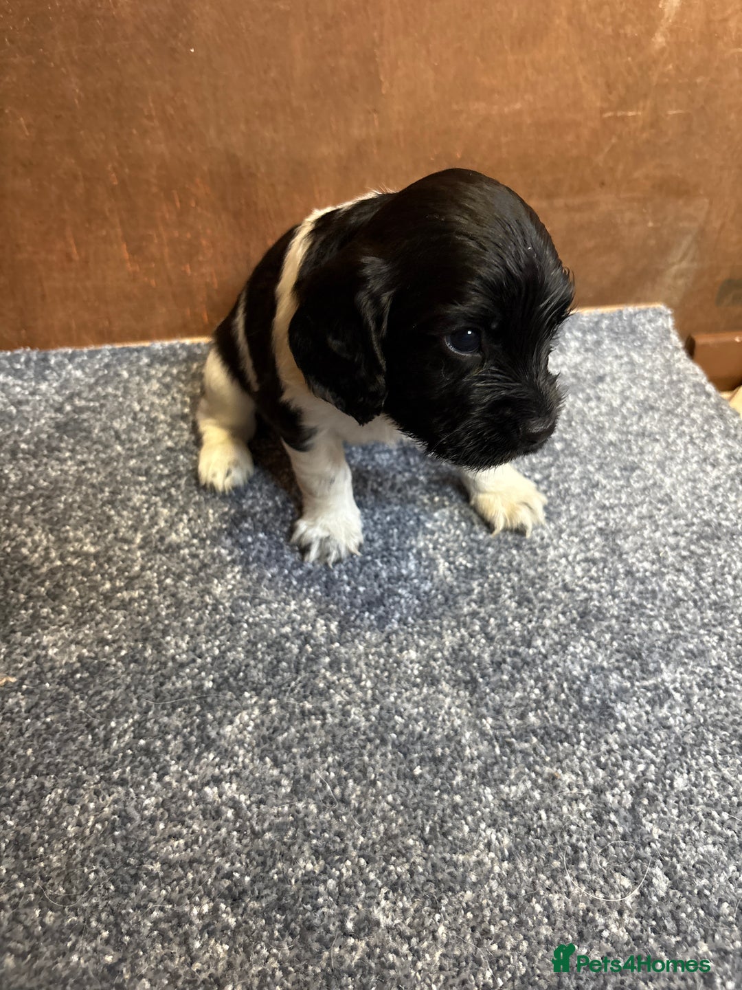 Sprocker dogs for sale: Beautiful Sprocker Spaniel puppies  - Image 13