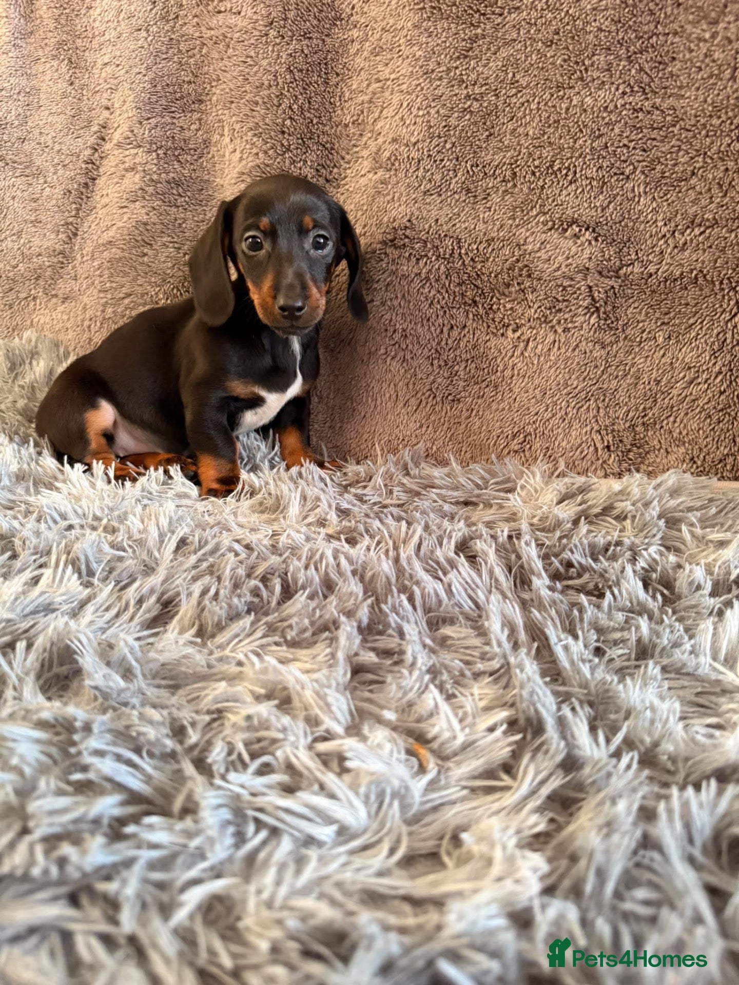 Dachshund dogs Ready to go  - Advert 5
