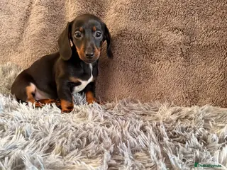 Dachshund dogs Ready to go - Advert 5