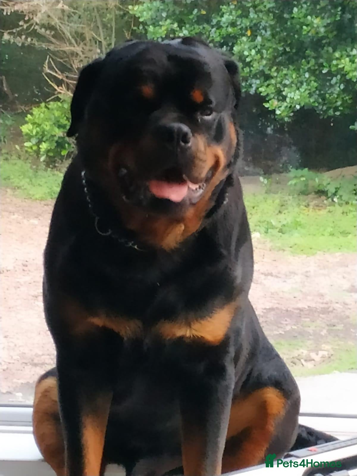 Rottweiler dogs Harry  - Advert 3