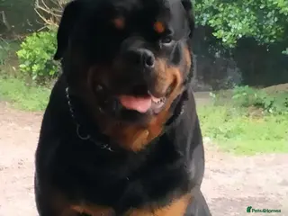 Rottweiler dogs Harry - Advert 3