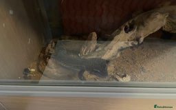 Gecko reptiles for sale: Geko Lizard Leopard   - Image 4