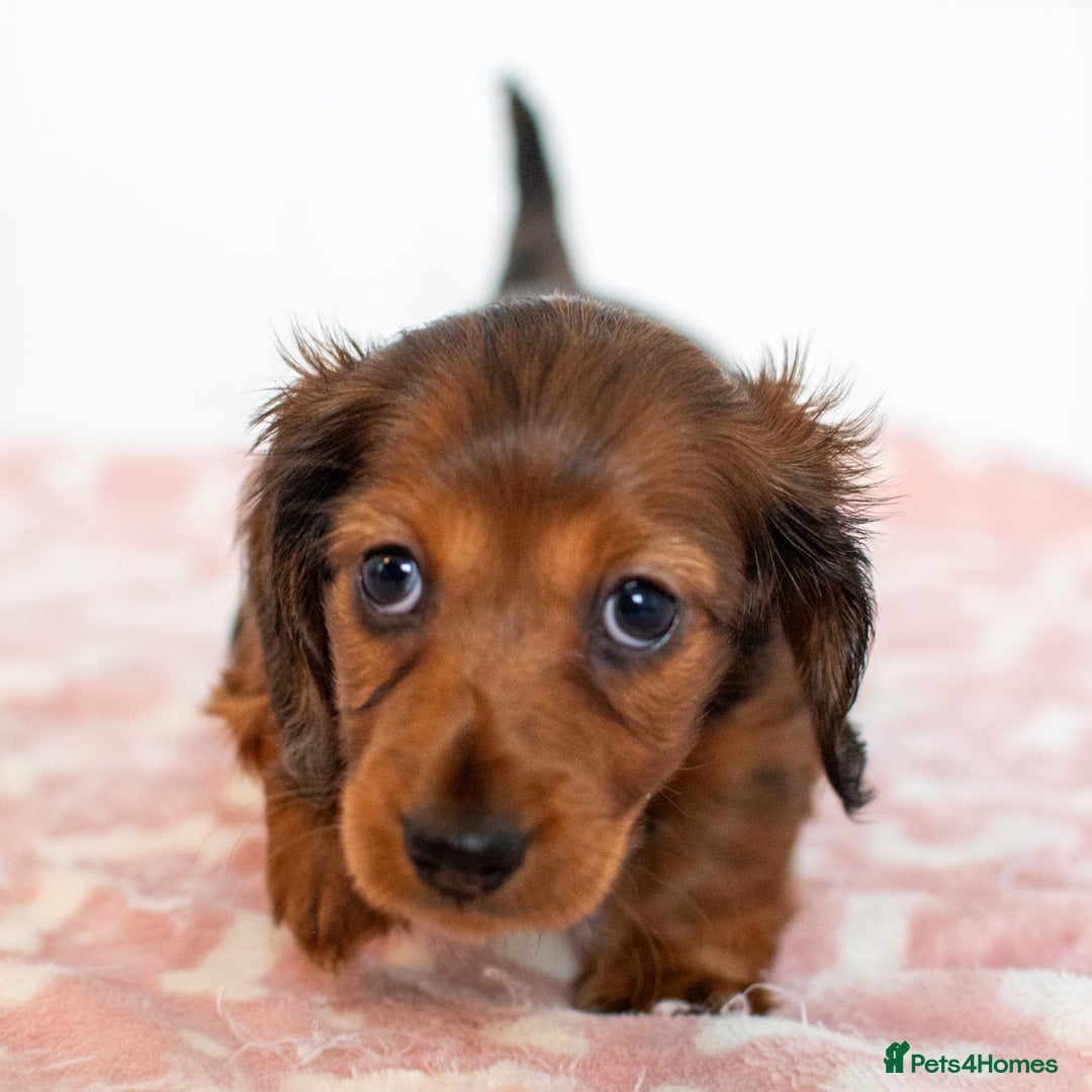 Miniature Dachshund dogs for sale:  Miniature Long-Haired Dachshund Puppies–Red Merle - Advert 13