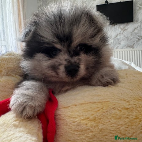 Pomeranian dogs - Advert 6