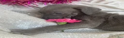 Great Dane dogs for sale: Great Dane puppies - Advert 18