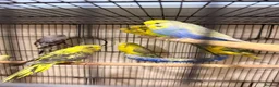 Budgerigars birds for sale: Budgies BW and Split BW - Advert 4