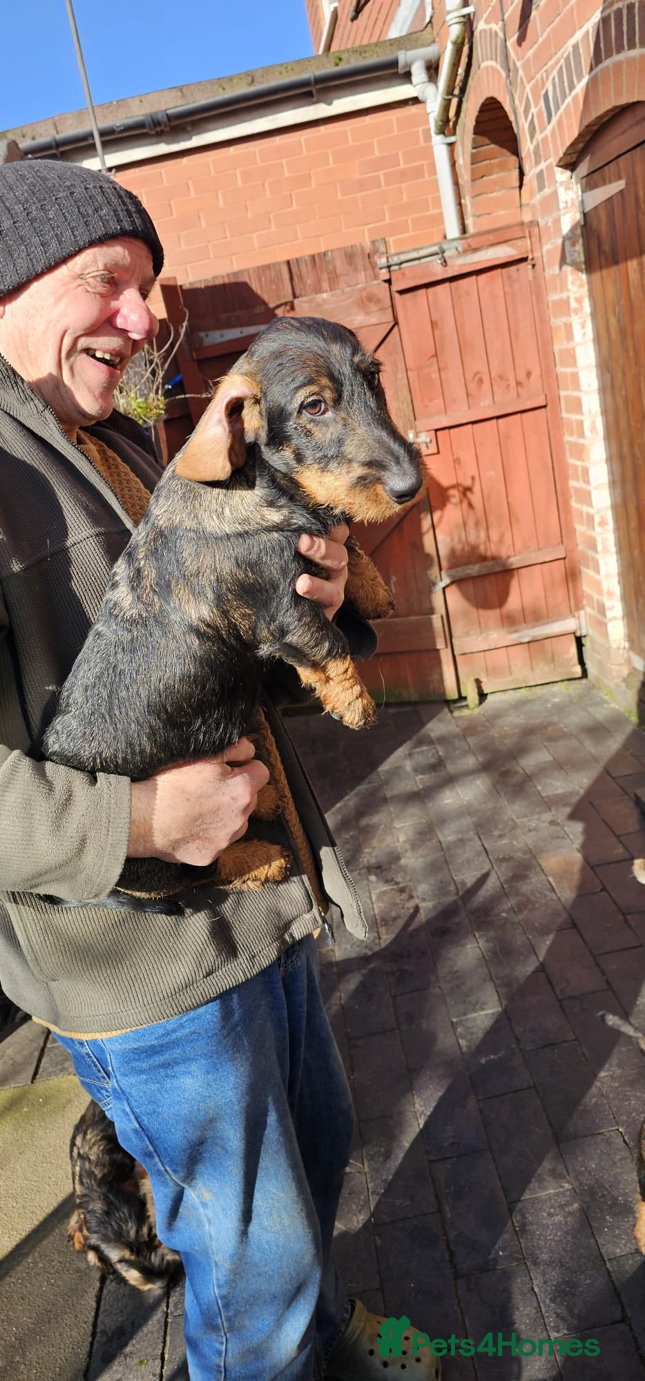 Dachshund dogs Wire Haired Tekkels - Advert 1