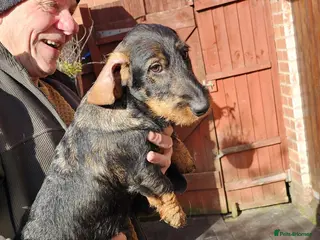 Dachshund dogs Wire Haired Tekkels - Advert 1