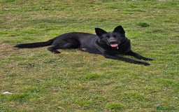 German Shepherd dogs for stud: GHOST *Stud only* - Advert 6