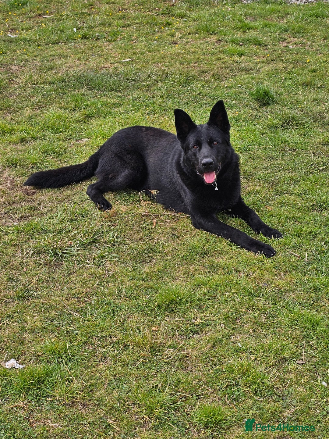 German Shepherd dogs for stud: GHOST *Stud only* - Advert 6
