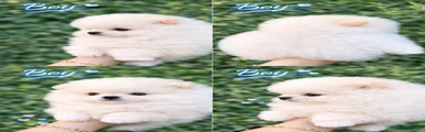 Pomeranian Puppy 4 White with Cream Tint 