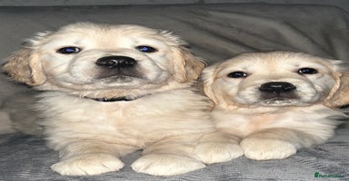 Golden Retriever dogs - Advert 2