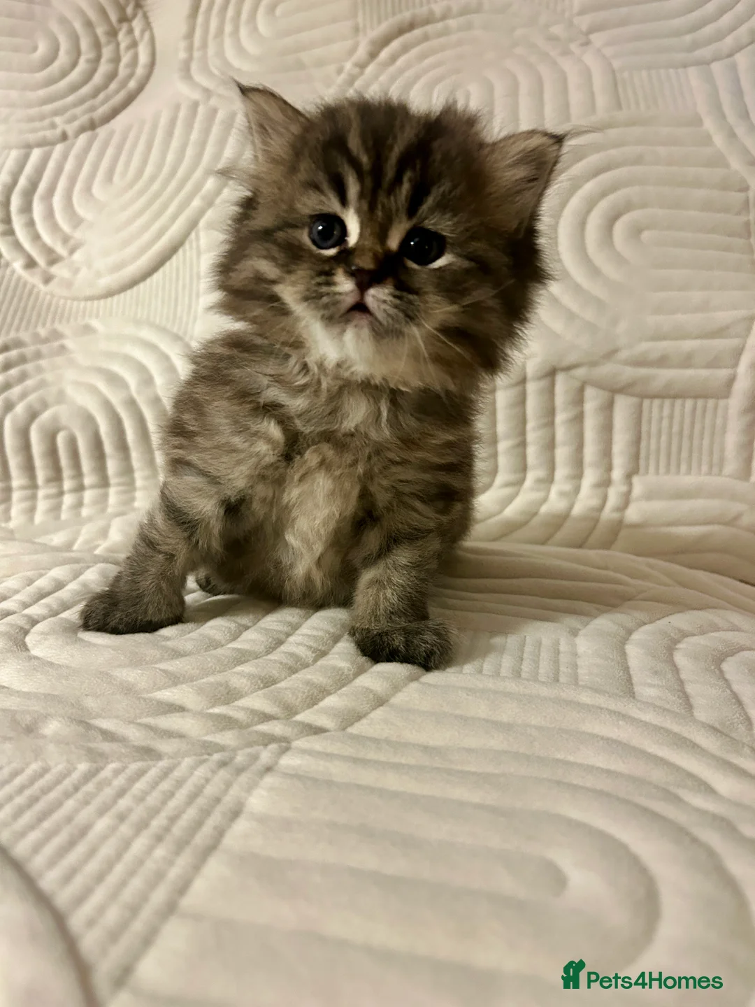 Persian cats for sale: Beautiful Blue Smoked Persian Kitten - Advert 1
