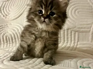 Persian cats Beautiful Blue Smoked Persian Kitten - Advert 1