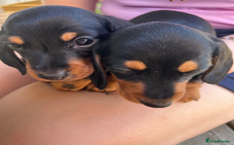 Dachshund dogs - Advert 15