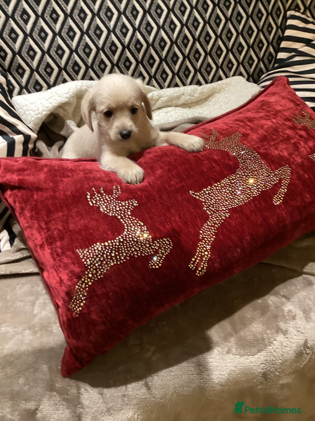 Chipoo dogs for sale: Chipoo - Advert 7