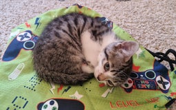 Bengal cats for sale: 4 bengal cross tabby kittens  - Image 13