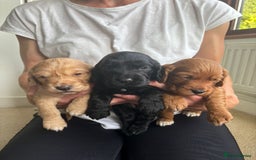Cocker Spaniel dogs for stud: Fully health tested dark red working cocker stud - Image 11