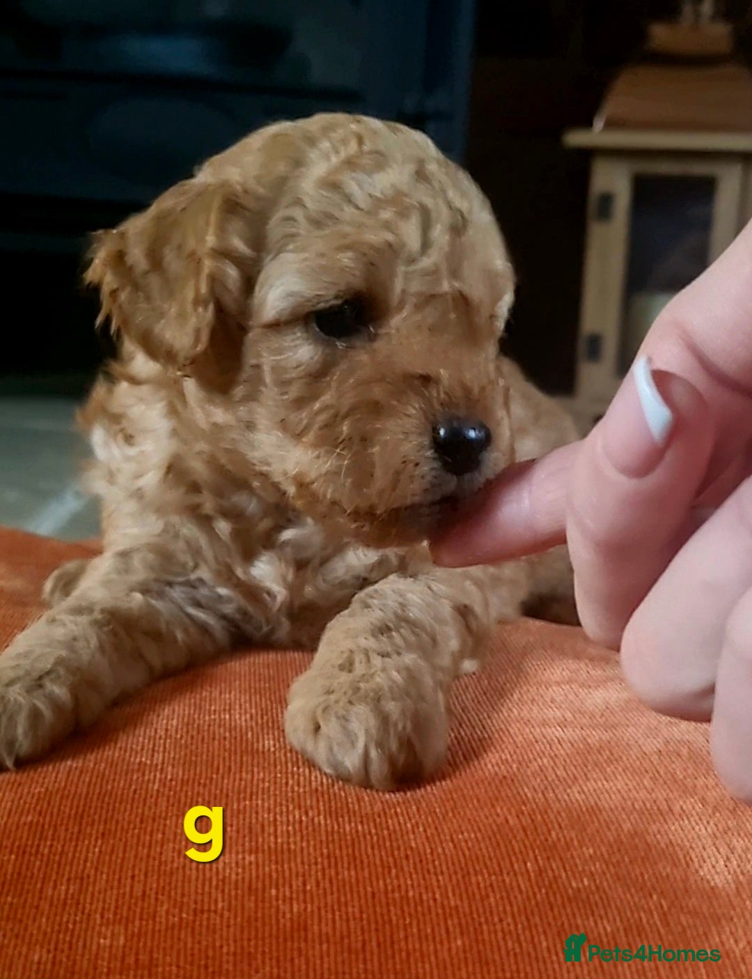 Mixed Breed dogs 🩷 3/4 poodle puppies 🩵 - Advert 4