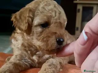 Mixed Breed dogs 🩷 3/4 poodle puppies 🩵 - Advert 4