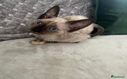 Devon Rex cats for sale: Beautiful girl ready for her new home - Image 3