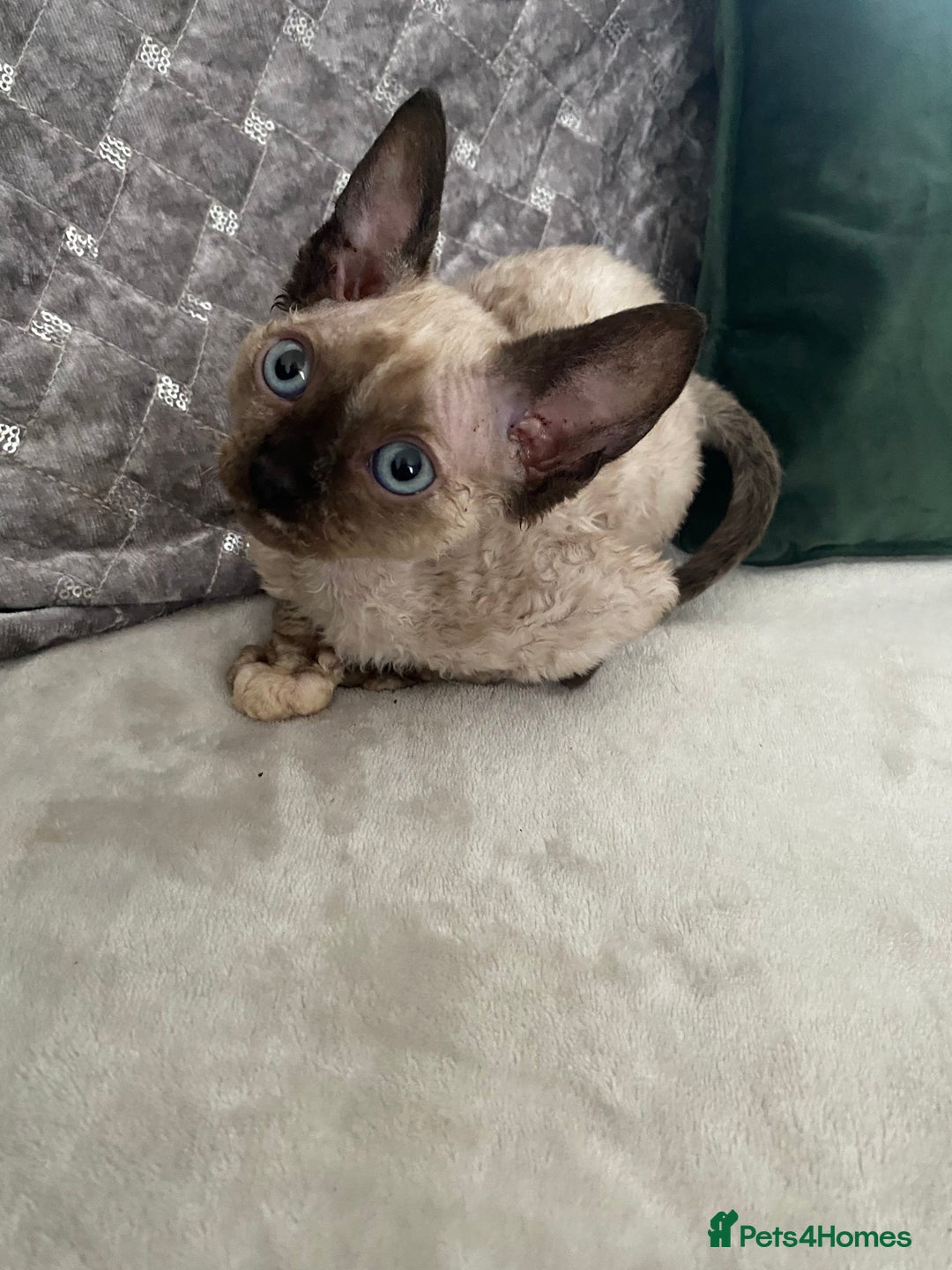 Devon Rex cats for sale: Beautiful girl ready for her new home - Image 3