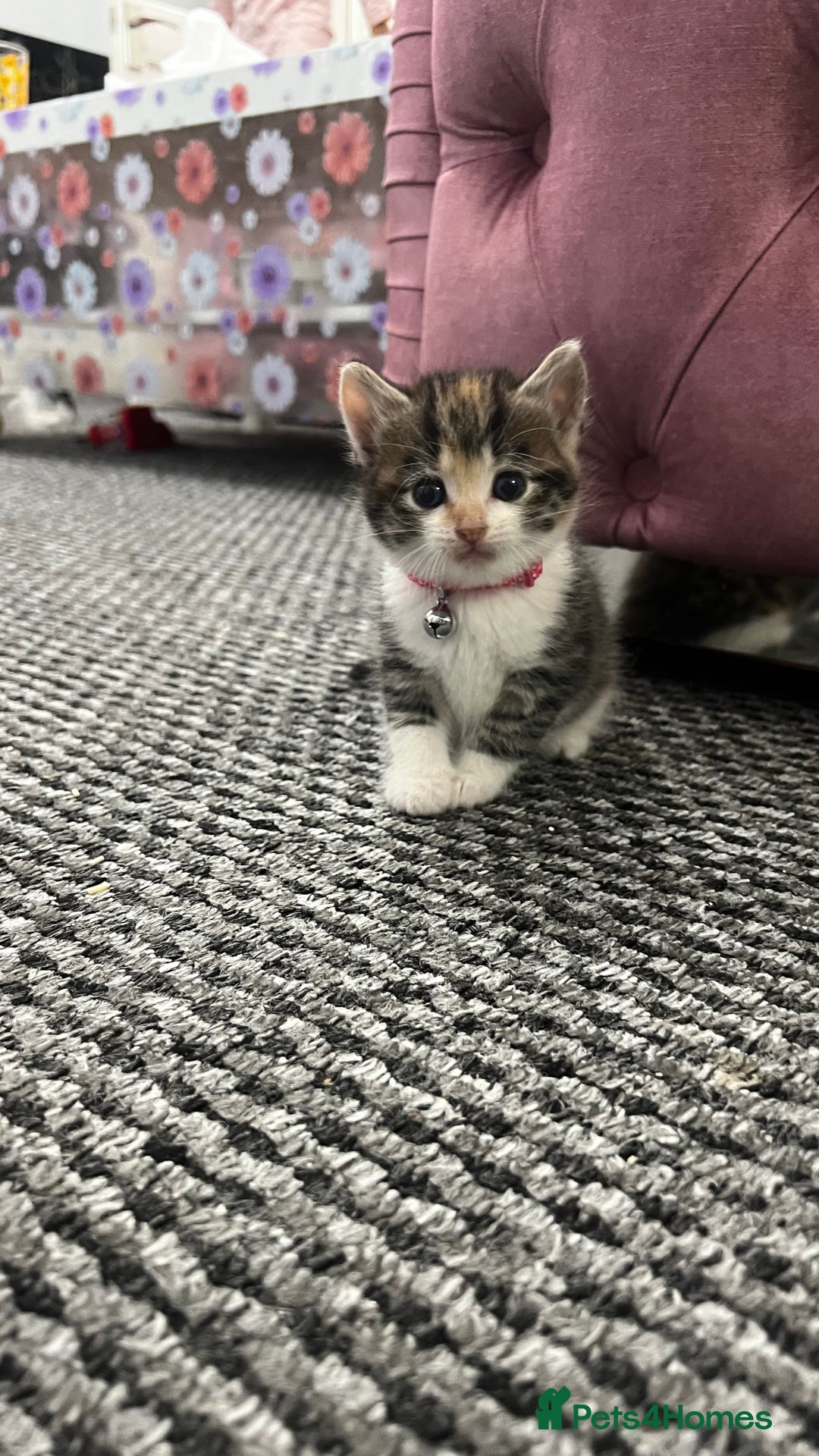 Bengal cats for sale: Beautiful bengals litter of 7😍 - Advert 1