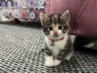 Bengal cats Beautiful bengals litter of 7😍 - Advert 4