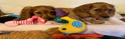 Miniature Dachshund dogs for sale: Brothers & sisters  to Crufts Best Puppy Dog 2025 in Hereford - Advert 7