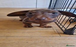 Dachshund dogs for sale: Bruce and Lois looking for their forever homes - Image 8