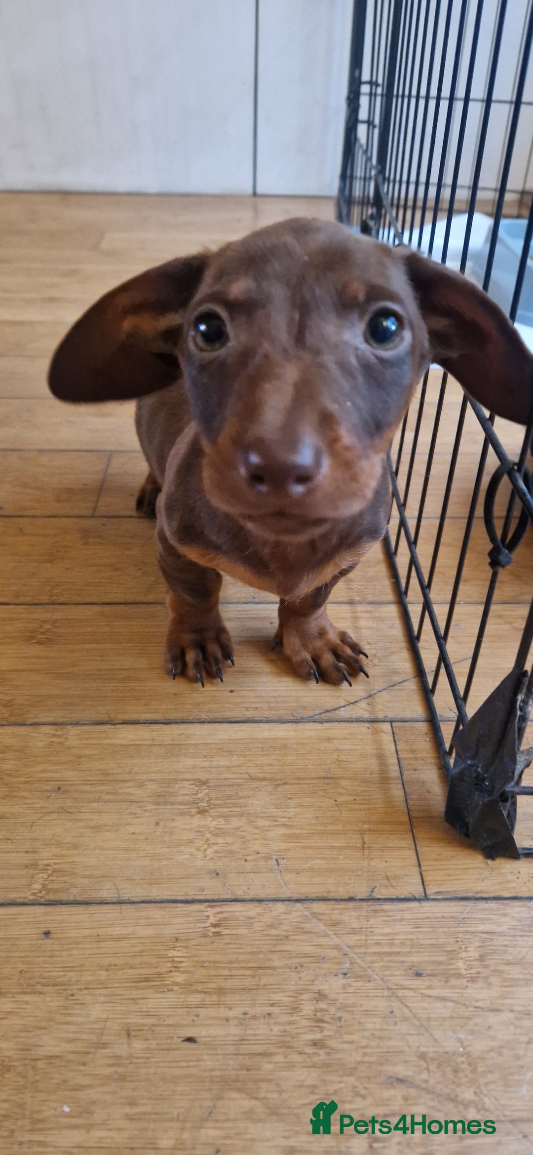 Dachshund dogs for sale: Bruce and Lois looking for their forever homes - Image 8