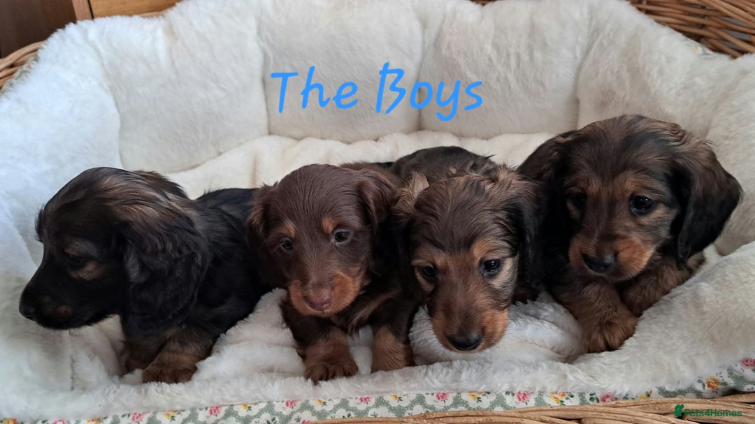 Miniature Dachshund dogs for sale: Kc. Healthtested Miniature Longhaired Dachshund - Advert 1