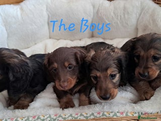 Miniature Dachshund dogs Kc. Healthtested Miniature Longhaired Dachshund - Advert 7