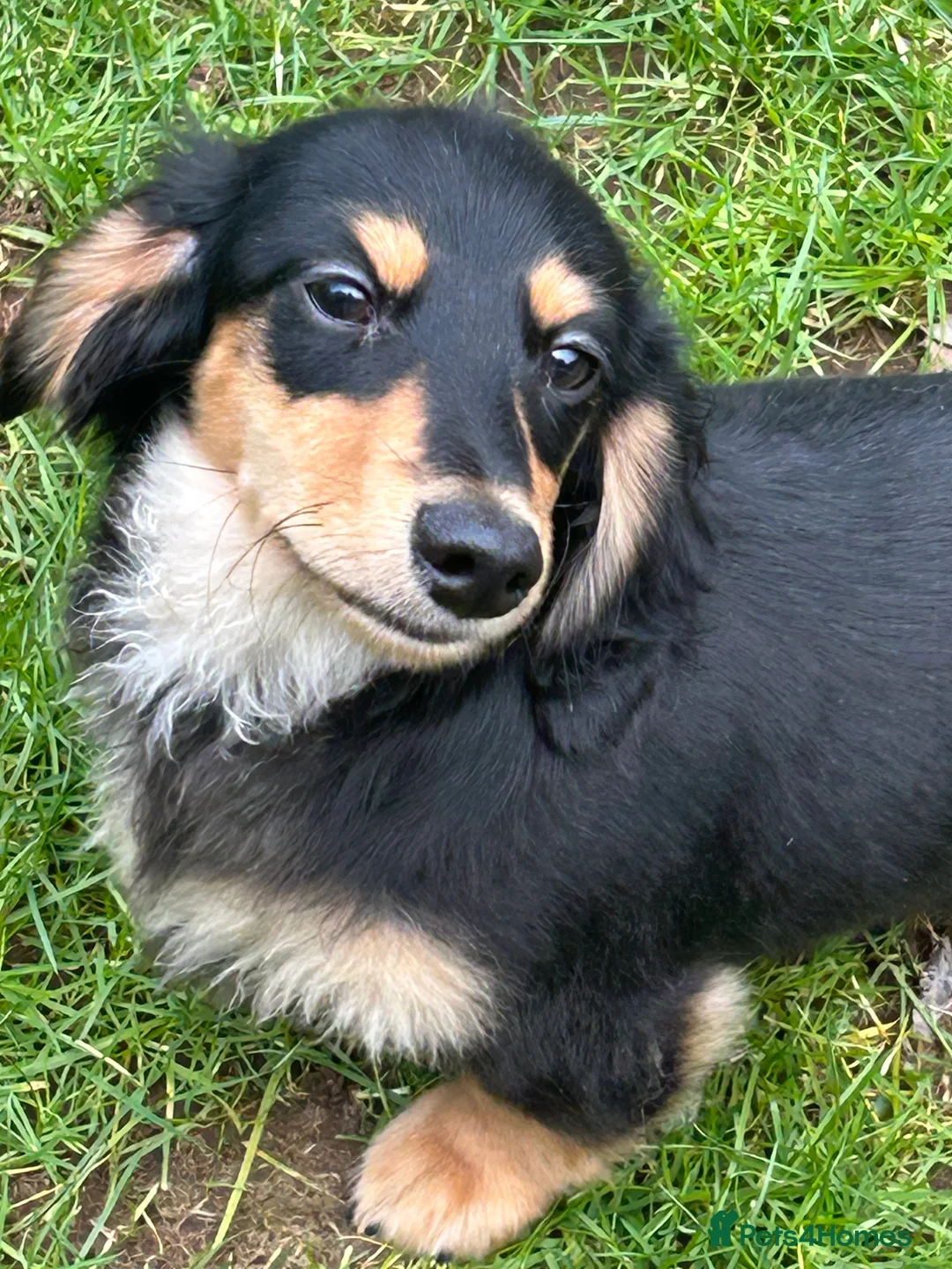 Miniature Dachshund dogs for sale: KC Reg Miniature Long Hair Dachshund  - Advert 10