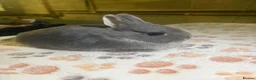 Netherland Dwarf rabbits for sale: blue otter Netherland dwarf does - Advert 24