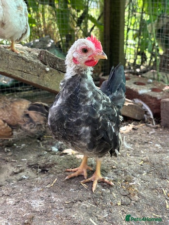 Chickens poultry in Caldicot - Advert 10