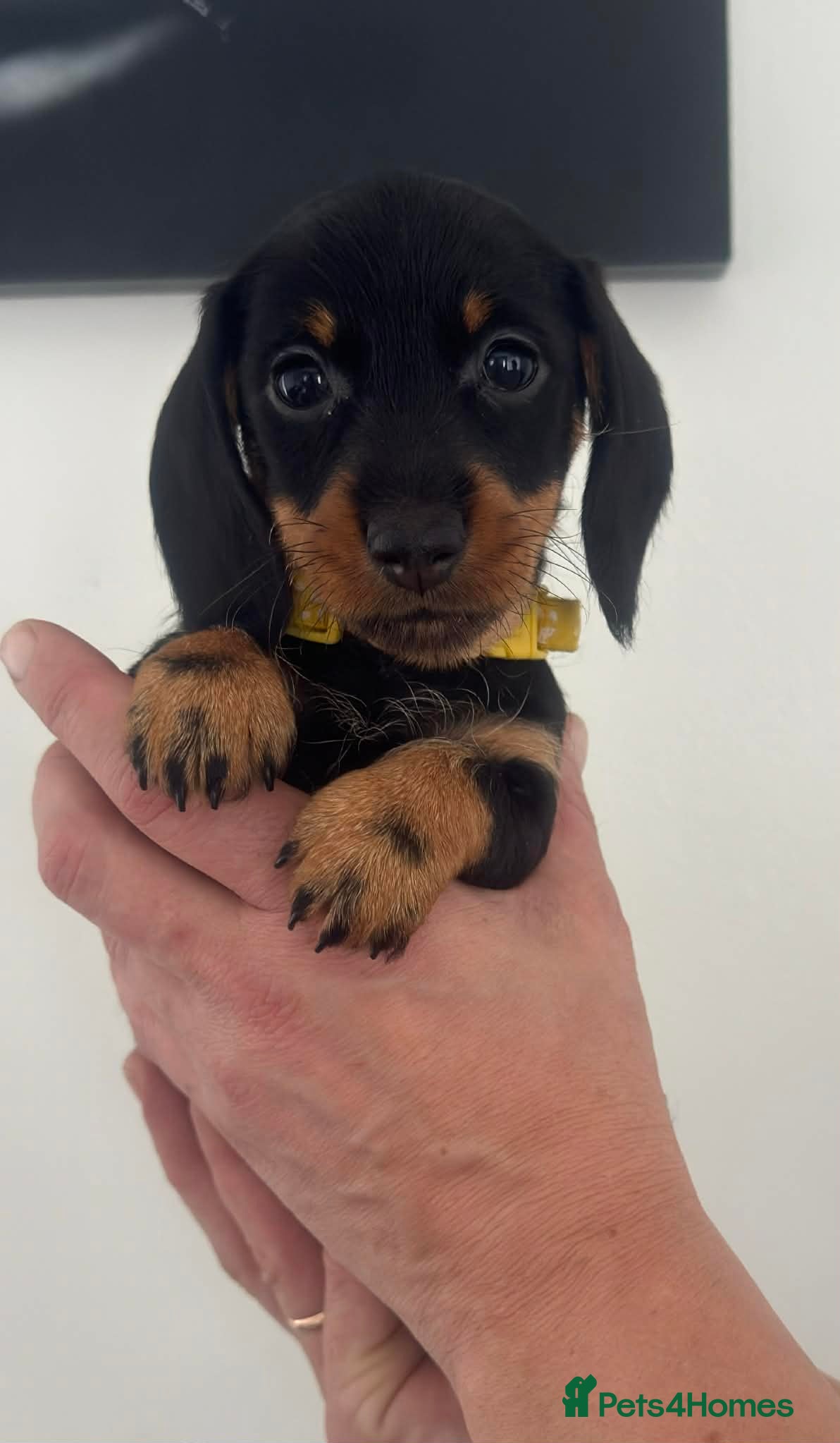 Miniature Dachshund dogs Wire haired puppies! Boys and girls - Advert 6