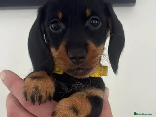 Miniature Dachshund dogs Wire haired puppies! Boys and girls - Advert 6