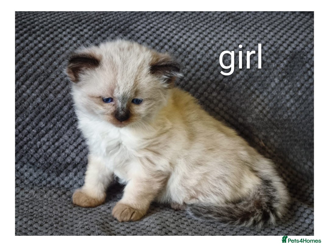 Ragdoll cats for sale: Ragdoll  - Advert 4