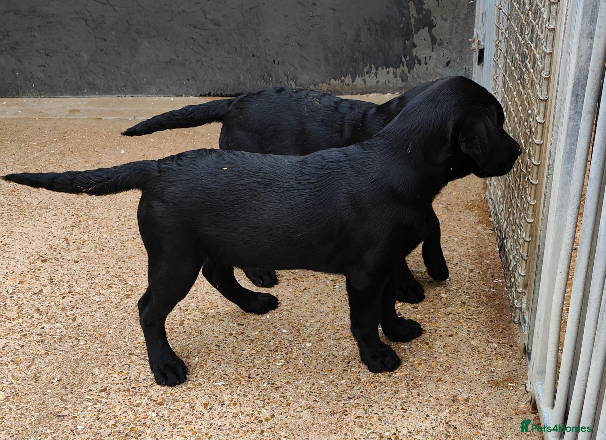 Labrador Retriever dogs Lovely Pointerdor puppies  - Advert 1