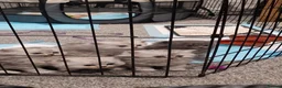 Ragdoll cats for sale: Ragdoll x persian kittens  - Advert 9